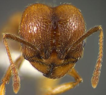 Media type: image;   Entomology 34386 Aspect: head frontal view